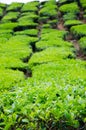 Green Tea Farm Royalty Free Stock Photo