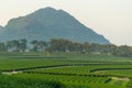 Green tea farm curve on hill, Chiang Rai, Thailand Royalty Free Stock Photo