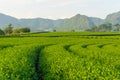 Green tea farm curve and mountain, Chiang Rai Royalty Free Stock Photo