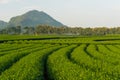 Green tea farm curve and mountain, Chiang Rai, Thailand Royalty Free Stock Photo