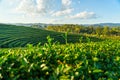 Green tea farm landscape Royalty Free Stock Photo