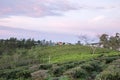 Green tea farm Royalty Free Stock Photo