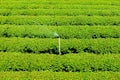 Green Tea Farm