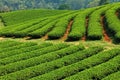 Green Tea Farm Royalty Free Stock Photo