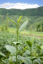Green Tea Farm Royalty Free Stock Photo