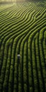 Aerial View Of China\'s Tea Field: Captivating Environmental Portraits