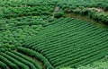 Green tea field Royalty Free Stock Photo