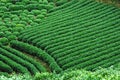 Green tea field Royalty Free Stock Photo