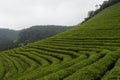 Green tea field in Boseong, South Jeolla Province, Korea