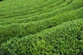 Green tea field in Boseong, South Jeolla Province, Korea Royalty Free Stock Photo