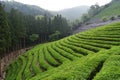 Green tea field in Boseong, South Jeolla Province, Korea Royalty Free Stock Photo