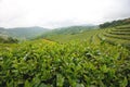 Green Tea Field at Chiang Rai Thailand. Royalty Free Stock Photo