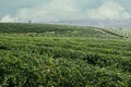 Green Tea Field , Chiangrai In Thailand Royalty Free Stock Photo