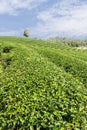 Green Tea Field , Chiangrai In Thailand Royalty Free Stock Photo
