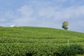 Green Tea Field , Chiangrai In Thailand Royalty Free Stock Photo