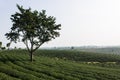 Green Tea Field, Chiangrai In Thailand Royalty Free Stock Photo