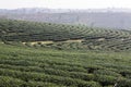 Green Tea Field , Chiangrai In Thailand Royalty Free Stock Photo