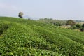 Green Tea Field , Chiangrai In Thailand Royalty Free Stock Photo