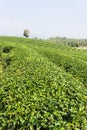 Green Tea Field , Chiangrai In Thailand Royalty Free Stock Photo