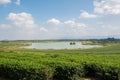 Green tea field, Chiangrai in Thailand Royalty Free Stock Photo