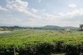 Green tea field, Chiangrai in Thailand Royalty Free Stock Photo