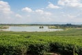 Green tea field, Chiangrai in Thailand Royalty Free Stock Photo