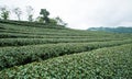 Green tea field, Chiangrai in Thailand Royalty Free Stock Photo