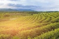 Green tea field high hill with mountain background