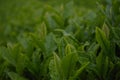 Green tea field in Jeju, Korea