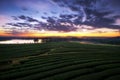 Green tea field in morning.