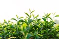 Green tea field in the morning light ,organic tea plantations Royalty Free Stock Photo