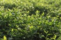 Green tea field in the morning light ,organic tea plantations Royalty Free Stock Photo