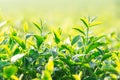 Green tea field in the morning light ,organic tea plantations Royalty Free Stock Photo