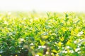 Green tea field in the morning light ,organic tea plantations Royalty Free Stock Photo