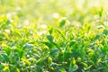 Green tea field in the morning light ,organic tea plantations Royalty Free Stock Photo