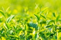 Green tea field in the morning light ,organic tea plantations Royalty Free Stock Photo