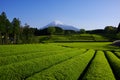 Green tea field and Mt. Fuji from Obuchi Sasaba in Fuji City Japan