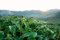 Green Tea field with the sun shining on blue sky and cloud as a background Royalty Free Stock Photo