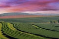 Green tea field and sunset in chiang rai, thailand Royalty Free Stock Photo