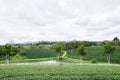 Green tea field in Thailand Royalty Free Stock Photo