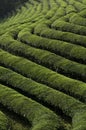 Green Tea Fields Royalty Free Stock Photo