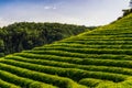 Green tea fields