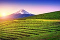 Green tea fields and Fuji mountain in Japan Royalty Free Stock Photo