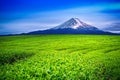 Green tea fields and Fuji mountain in Japan Royalty Free Stock Photo