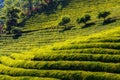 Green tea fields Royalty Free Stock Photo