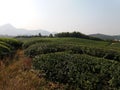 Green tea fields Royalty Free Stock Photo