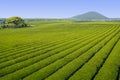 Green Tea fields in Jeju Island Royalty Free Stock Photo