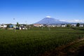 Green tea fields and Mount Fuji Royalty Free Stock Photo