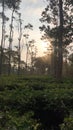 Green tea fields sunrise Royalty Free Stock Photo