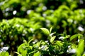 Green tea and fresh leaf tea garden. closeup top of green tea leaves in the morning, tea plantation, soft selected focus